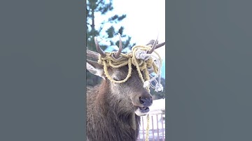 Bull Elk with Rope Tangled around His Antlers #shorts