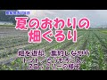 9.1日植え付け本番途中の夏のおわりの畑の様子。畑は余力があるうちに返していきます。