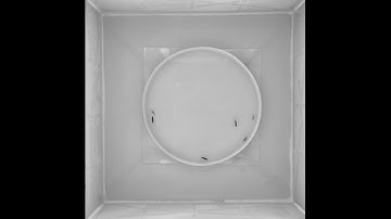 3 zebrafish and 3 Fish-CASUs interacting​