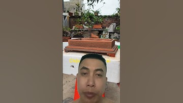 Chậu gạch men bon sai