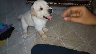 Labrador Dog (Dollar) Labrador Puppy Playing