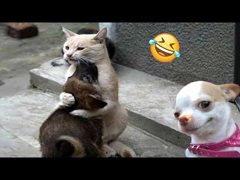 Funniest Cats And Dogs Videos 😁 - Best Funny Animal Videos 2024 🥰#14