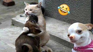 Funniest Cats And Dogs Videos   Best Funny Animal Videos 2024 #14