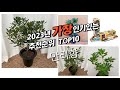 2023년 7월 인기상품 만리향 판매순위 추천순위 Top10 2023년 7월 인기상품 만리향 판매순위 추천순위 Top10