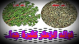 ما هي فوائد الزعتر ؟ وهل له أضرار؟