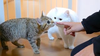 飼い主の友達に警戒する子猫と無防備なもふ猫！