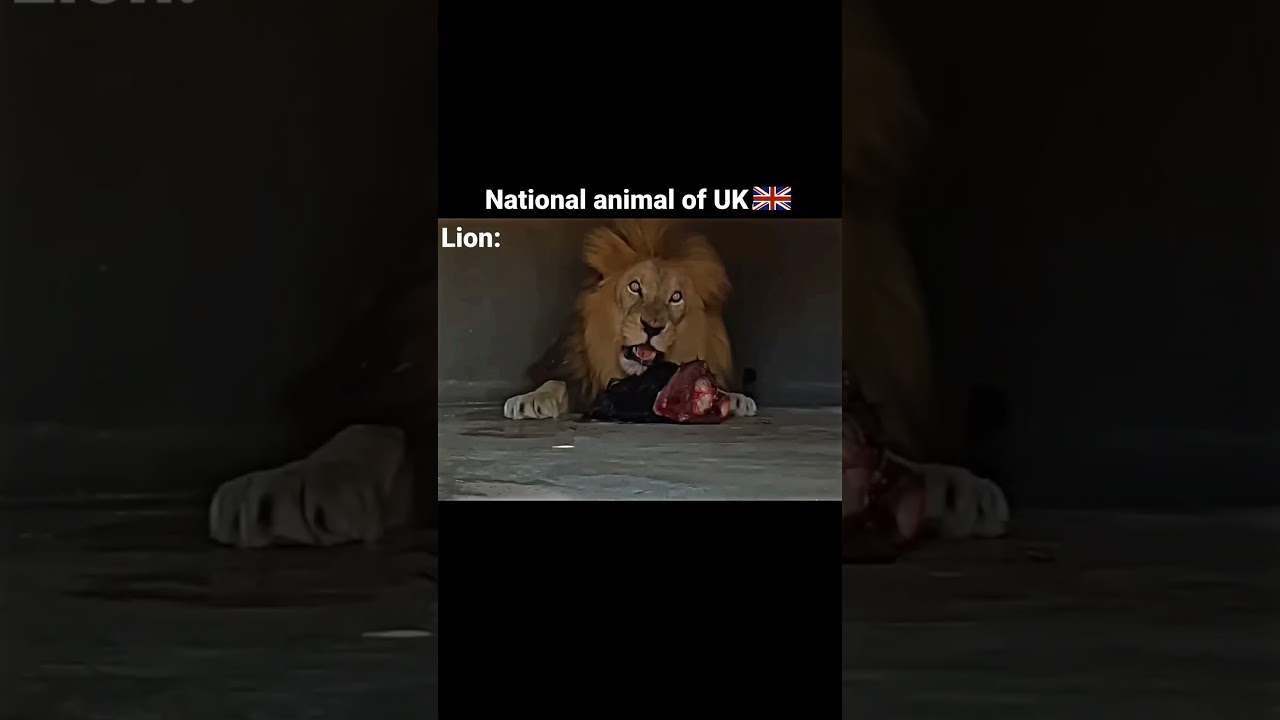 Национальное животное всех стран 🗿🔥 