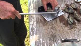 Cedar Key Oyster Shucker