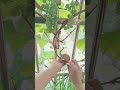 The grapes planted by the neighbor downstairs have grown to the balcony of my house, so I have to he