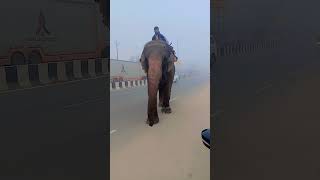 elephant 🐘 #biganimal #gajraj #animals #elephantindian 🐘 #shortfeed #youtubeshorts #trending #viral