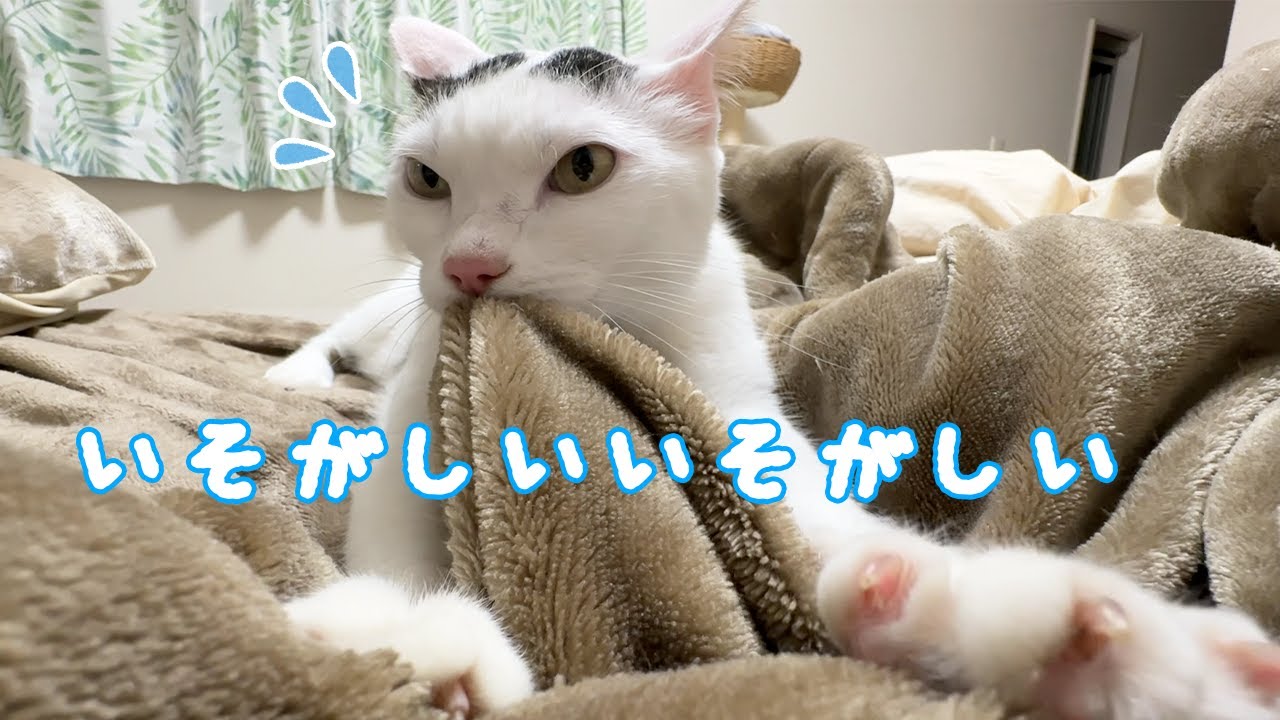 チロさんが子猫に戻ってふみふみしてました！