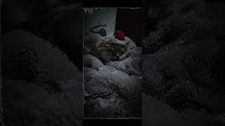  Shadow (Slowed + Reverb + Remix)