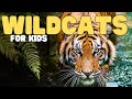 Wild Cats: Facts and Threats