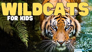 Wildcats for Kids | Learn about this interesting group of cats by Learn Bright 2,673 views 2 months ago 6 minutes, 59 seconds
