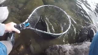 Big Trout Don't Mind Shopping Carts in the Urban Truckee River (NV) by Wilderness with Amani 3,346 views 2 months ago 14 minutes, 18 seconds