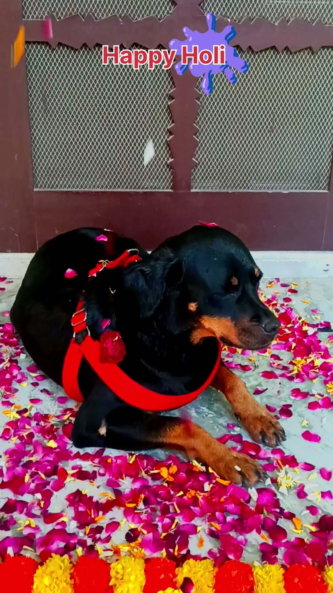 🌺फूलों वाली होली 🌼 - ShareChat