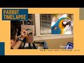 Painting timelapse  ep 19  parrot