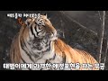 무궁이의 장난에 턱에서.. 소리나는 태범🐾 끝까지 장난치러 쫓아오는 무궁🐯