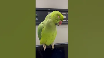 انثى ببغاء الدرة Parrot ببغاء درة Story طيور 