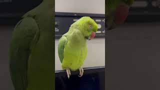 انثى ببغاء الدرة 🦜. #parrot #ببغاء #درة #story #طيور