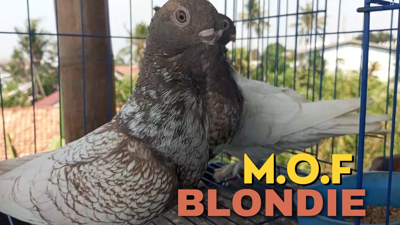 SATU LAGI KITA BAHAS - MERPATI MOF BLONDIENET-BANYAK VARIASI WARNA -MERPATI SULTAN JUGA NIH BRO