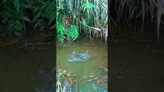 tidak nyangka, mancing di rawa ini bikin ketagihan. 🥰🤩👌 #snipersiantar #spotrawarawa  #fishing