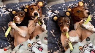 Adorable Dachshund Dogs Love Munching On Celery Sticks