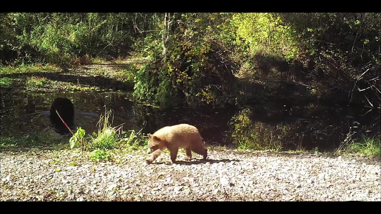 Mama Bear and Cubs - YouTube