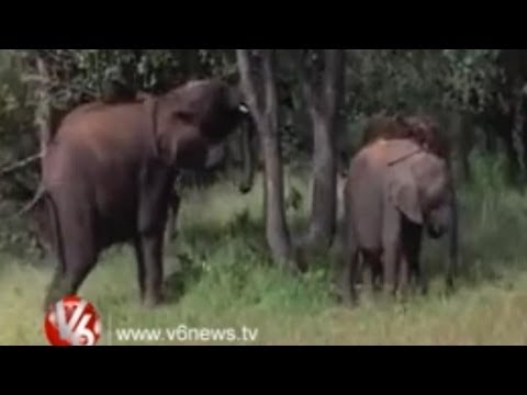 Drunken Animals Feats in Forest - Animals Getting Drunk From Ripe Marula  Fruit - YouTube