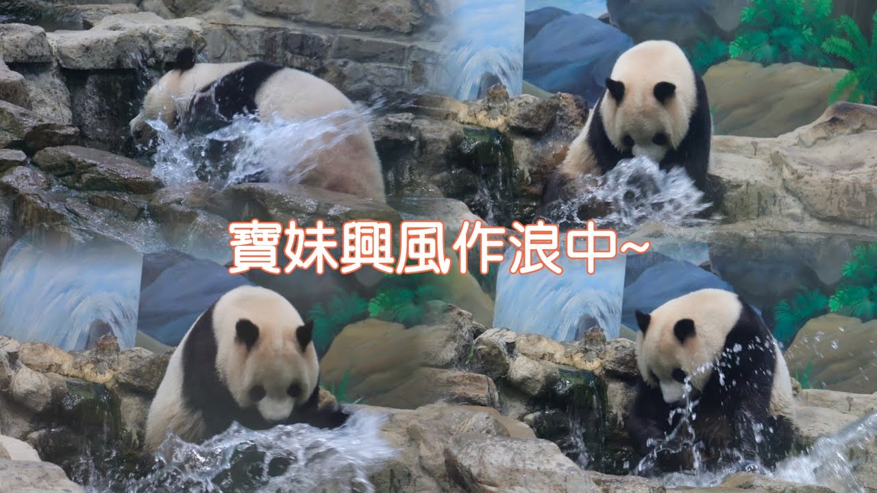 乖巧圓寶妹不耐等侯，生超大胖氣，在水池中興風作浪好久~20260515