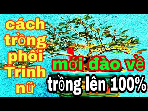 Video Trồng Cây Trinh Nữ Mới Đào Về . Planting new Virgin... - youtube