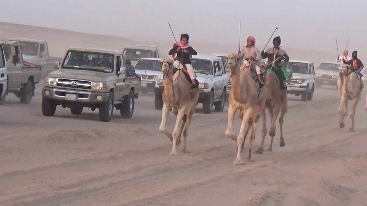 مركاض للهجن الحرايرالأصايل 15كم(حرشان)لـ سلمان مقبول العمراني 17/4/1441هـ  ميدان الخبت محافظة -البدع