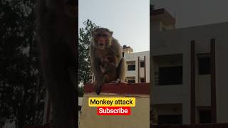 #sarri duniya jalaa denge#subscribe#treading#viral#reels#monkey#cute#baby#monkey dluffy #yt shorts