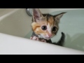 Kittens first bath!