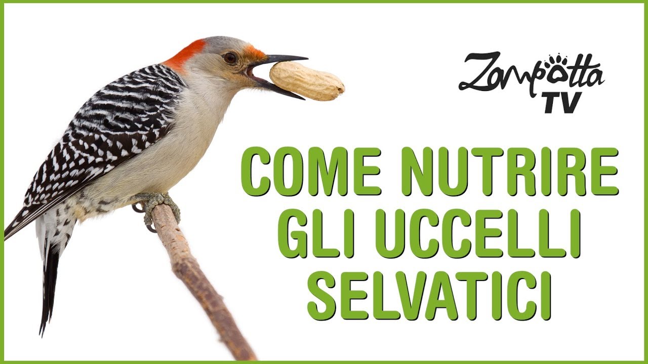 Come prendersi cura degli uccelli e cosa dar loro da mangiare - YouTube