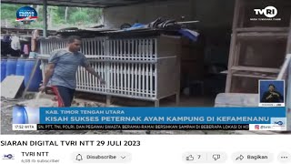 KISAH SUKSES PETERNAK AYAM KAMPUNG DI KEFAMENANU