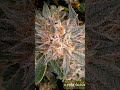 apple tassies x (morrocan peach x starburst) 🧬🧬🧬 🔥 🧯