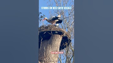 #storks on nest with vocals #ooievaars op nest met geluiden #birds #vondelpark Amsterdam Netherlands