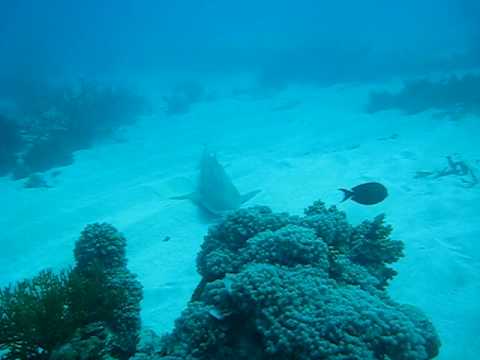 Leopard Shark TBay 2: Snorkelling Great Barrier Re...