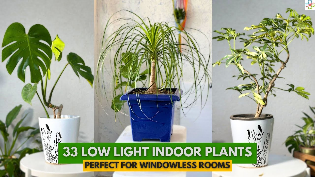 33 Low Light Indoor Plants Perfect for Windowless Rooms