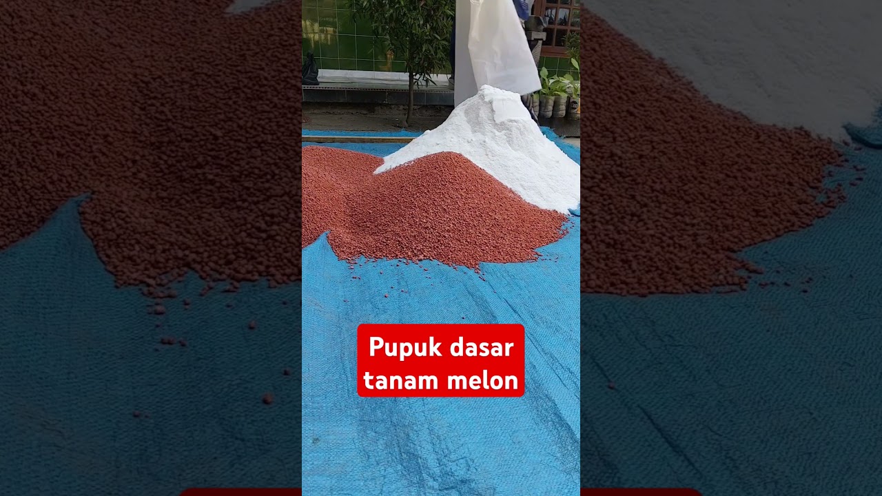 Pupuk dasar untuk tanam melon 