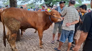 Download Lagu AWAL PUASA LEMES‼️UPDATE HARGA SAPI JANTAN || PASAR SAPI WARUJAYENG NGANJUK | MP3