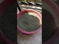 الزعتر البلدي ميسر الحياري منتجات اجدادنا السلط الاردن السعودية قطر الكويت الامارات فطور