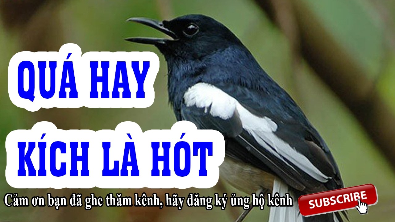 Chòe Than Hót Liên Tục 10 Phút – Tiếng Hót Cực Đã Tai