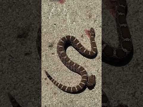 Vidéo: Les serpents mordent-ils avec leur queue ?