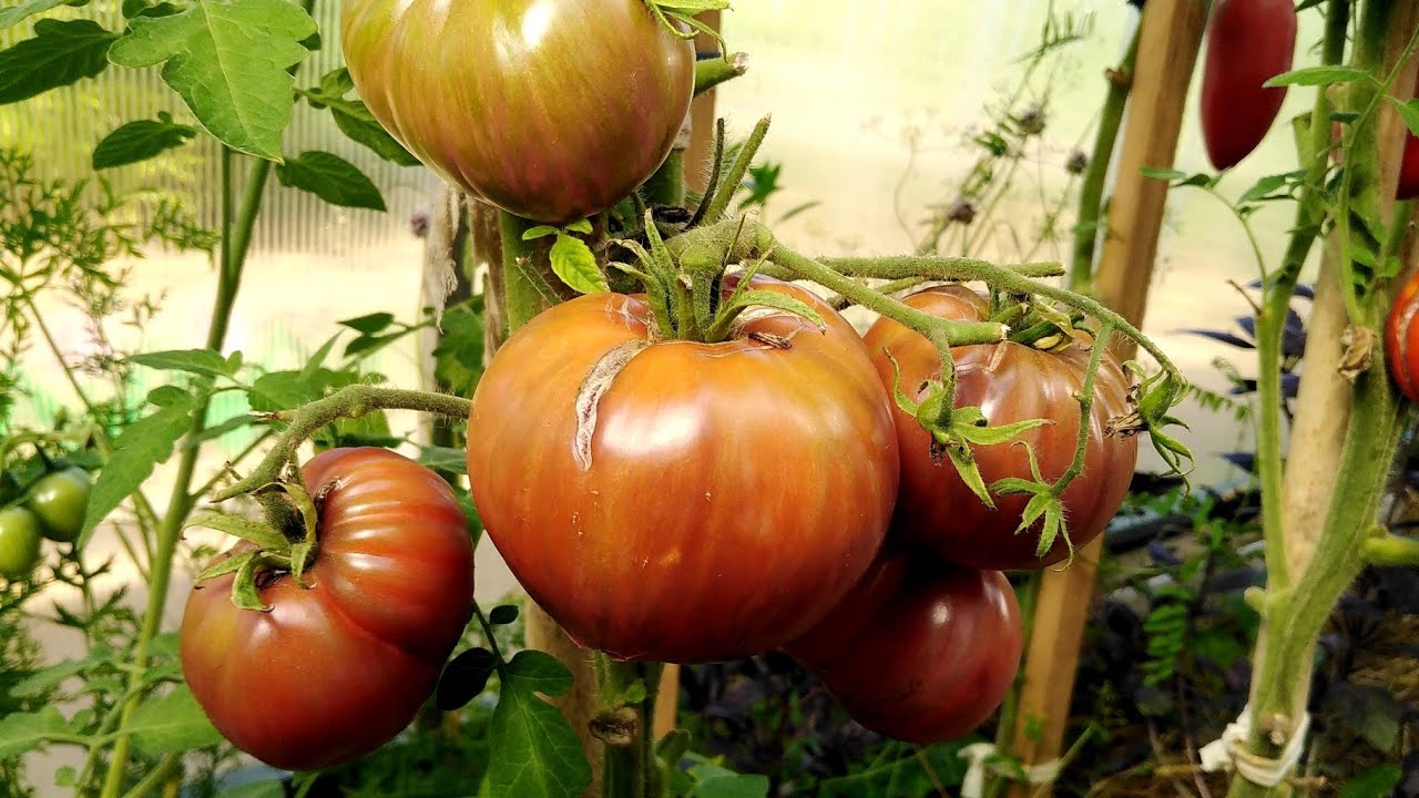 Этот томат в стиле окрашивания Тай-Дай останется в моей коллекции.Он лопнулот радости.😄🍅 - YouTube