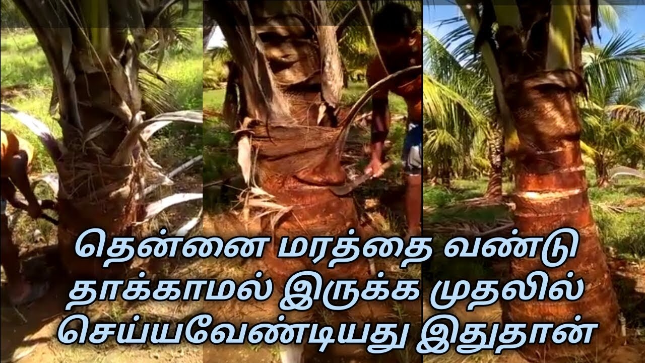 தென்னை மரம் சுத்தம் செய்வது எப்படி ? Thennai maram sutham seivathu ...