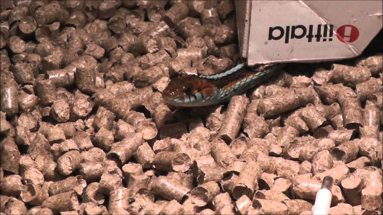 sandro Snakes cruising in new enclosures
