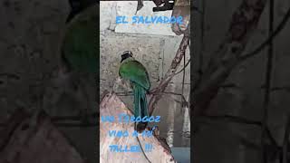 Torogoz ave nacional de El Salvador!!