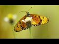Butterflies Nature Video - [ FHD ]
